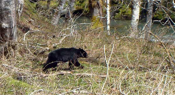 A black bear roams near the section of the Skokomish Trail between Camp Pleasant and Nine Stream.