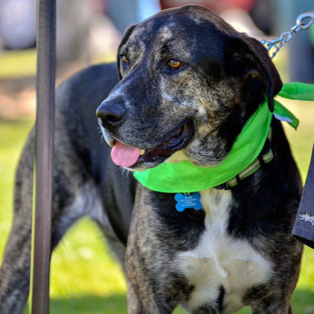 Pets take a stroll at a previous PetsWalk for the Kitsap Humane Society.