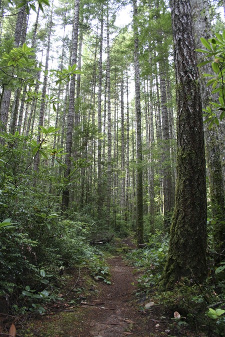 A trail in Newberry Hill Heritage Park’s northwest corner is pictured on Oct. 12. Kitsap County is in the process of acquiring 315 acres from the state Department of Natural Resources to be added to the park.