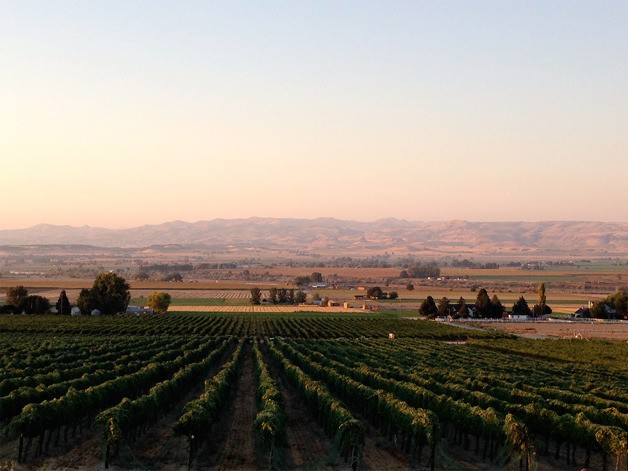 The sun rises over Williamson Vineyard near Caldwell