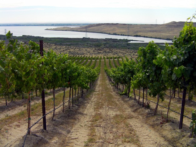 Spice Cabinet Vineyard overlooks the Columbia River in the southern Horse Heaven Hills in Washington. It was planted by the Mercer family