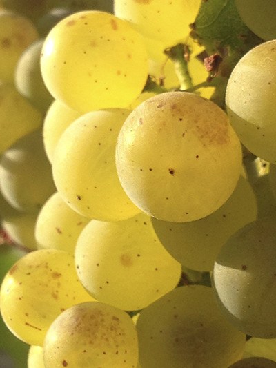 Perfectly ripened Chardonnay grapes await harvest in Washington’s Yakima Valley.