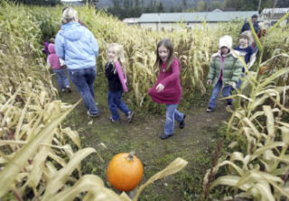 First-graders from Belfair Elementary School take a tour of Pheasant Fields Farm’s corn maze Tuesday. The Silverdale farm offers a variety of activities for families.