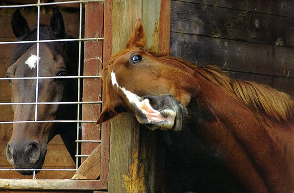 Barn Gossip