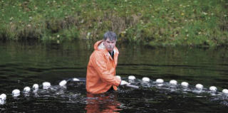 Tribal Fisheries Manager Mike Huff drags the net at the Suquamish hatchery Monday for the beginning of the chum runs. The hatchery harvests eggs on site. The coho run just ended.