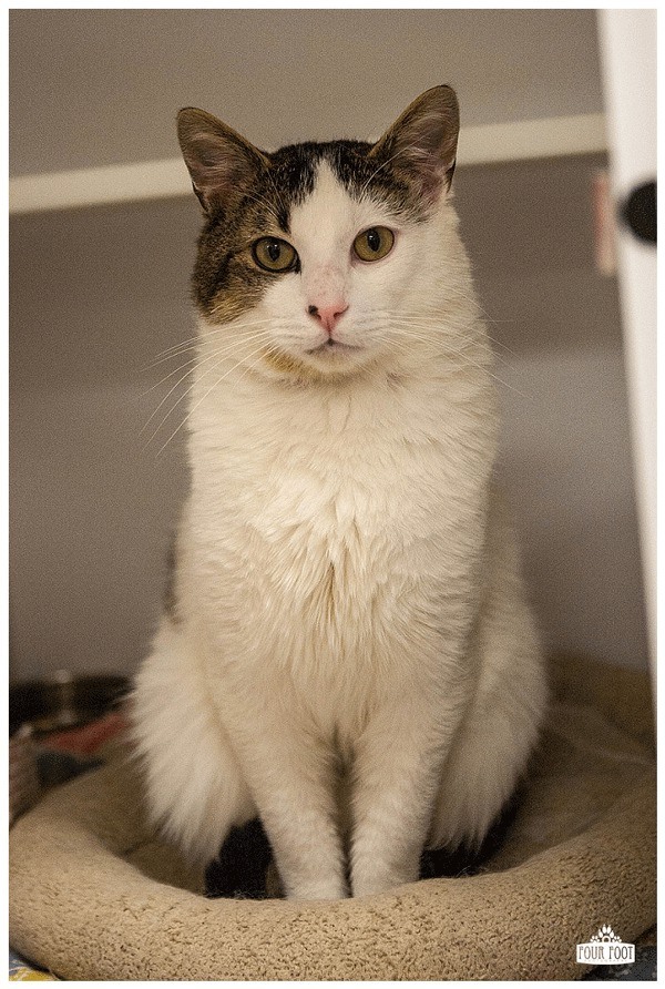 Valentino is one of many cats waiting for a forever home at the Kitsap Humane Shelter