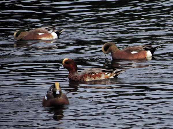 Eurasian Wigeons are much less common than the American Wigeons they hang out with. Their cinnamon-colored heads contrast with the greens and grays of their more abundant cousins.