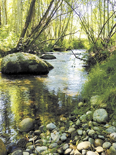 The natural side of Gorst: Gorst Creek