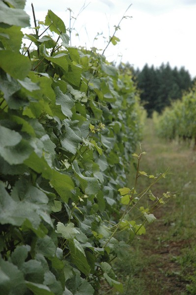 Tasty and lovely: A vineyard in the Dundee Hills meets evergreen  trees in the background.