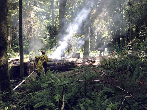 An old growth cedar tree had to be felled when it caught on fire from a campsite.