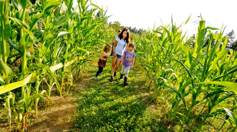 Video | Corn Maze Kingston's Sunrise Hill Farm set to open