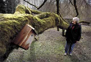 Stillwaters' Joleen Palmer was honored by the state recently for her work in salmon restoration.