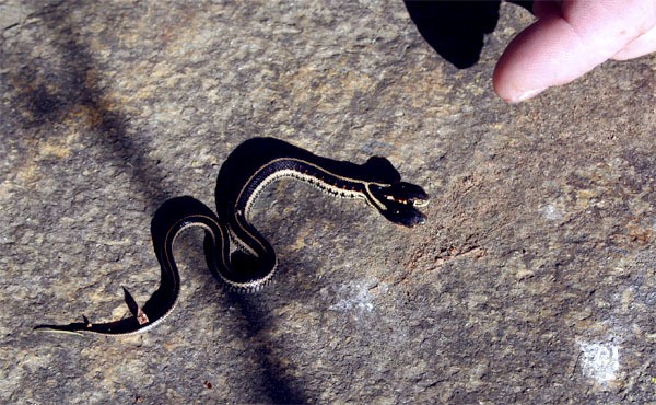 A two-headed snake was found in the wild on Bainbridge.