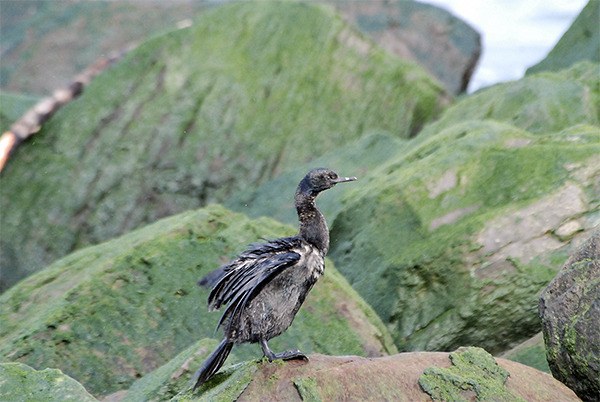 The largest population of Pelagic Cormorants can be found at the Warren Avenue Bridge in Bremerton.