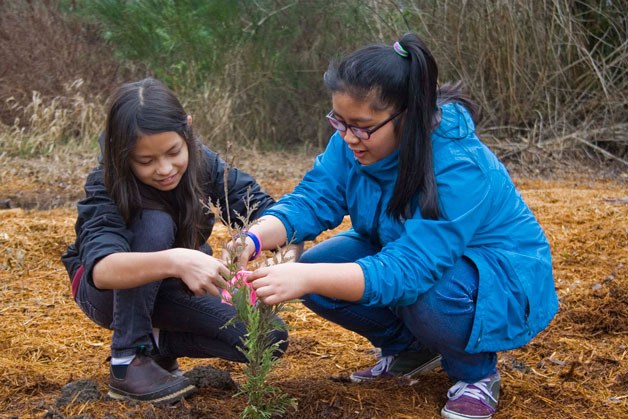 Shelby Biehl and Jasmine Ching delicately tie a ribbon to mark the sapling they planted on Monday at Clear Creek.