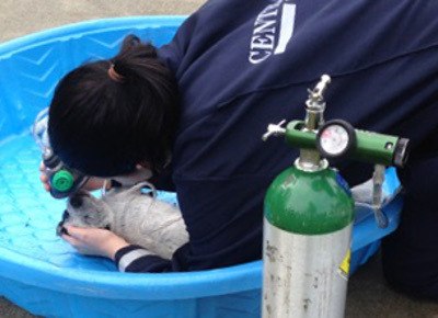 A puppy is administered oxygen after it was pulled from a house fire Sept. 15.