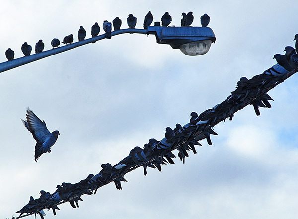 A flapping pigeon gets ready to land on a utility wire along Bucklin Hill Road near Old Mill Park in Silverdale Oct. 14. More than 100 of the birds were sitting quietly on the wire and nearby light pole.