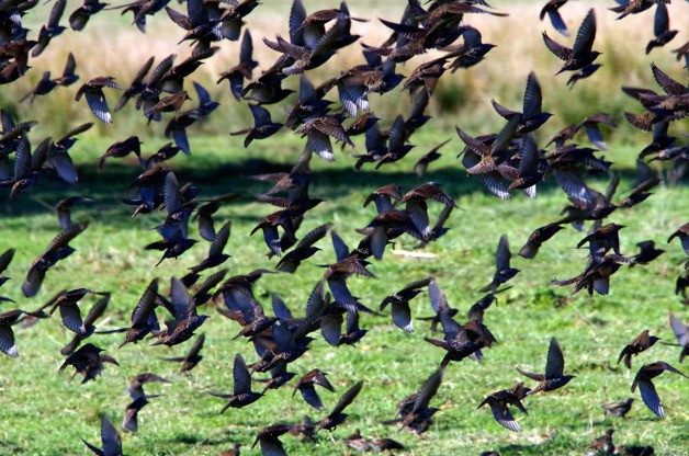 European starlings perform spectacular maneuvers called “murmurations” as they migrate.