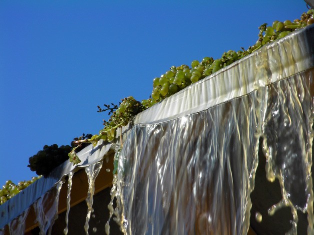 Sauvignon Blanc grapes are crushed during harvest in Washington’s Columbia Valley.