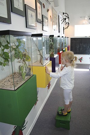 Violet Frus checks out a critter habitat at the Bug Museum.