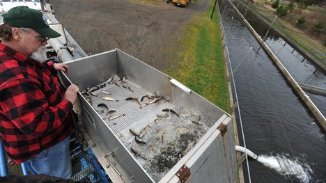 Salmon return to Agate Passage fish pens | Photo Slideshow