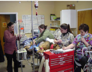 Wheaton Way Veterinary Clinic in Bremerton is one of 14 veterinary practices countywide participating in the first-ever Kitsap Spay Day Tuesday