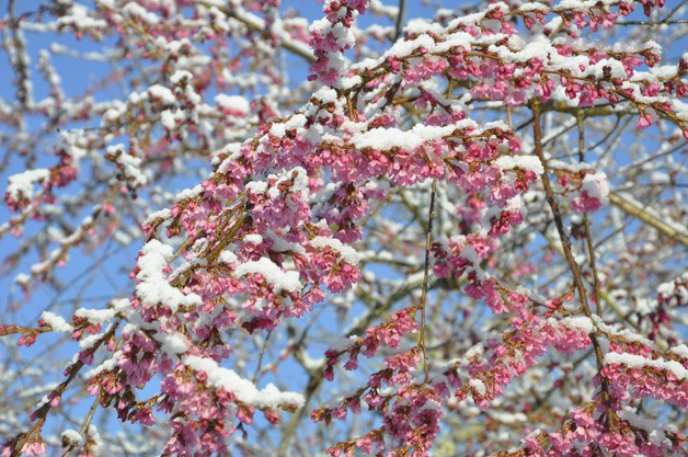 A blossoming tree in Clayton Playground.