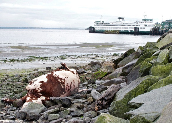 The Port of Kingston is seeking a solution to remove a cow that washed up on Kingston's North Beach earlier this week.