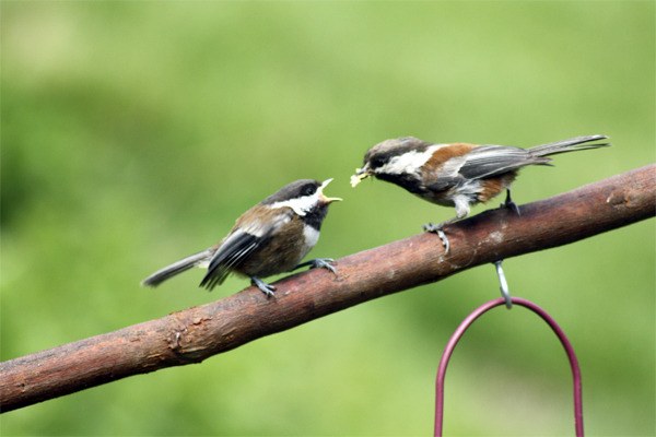 A Chestnut-backed Chickadee feeds a bug to its almost fully-grown fledging.