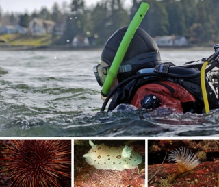 Williams diving in local waters above some of the creatures he's found