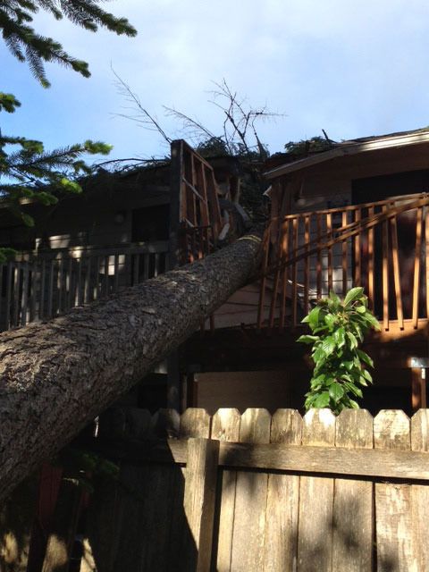 A tree was blown over onto a duplex on Lakeridge Circle near Island Lake Monday afternoon.