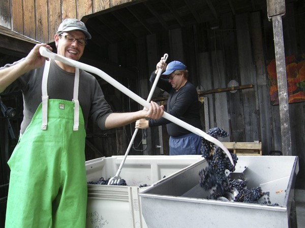 Owner/winemaker David Volmut processes Dolcetto grapes during harvest.