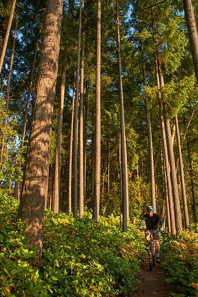 Tall trees surround Jim Davis of Silverdale as he bicycles along Clear Creek Trail near The Doctors Clinic Aug. 4.