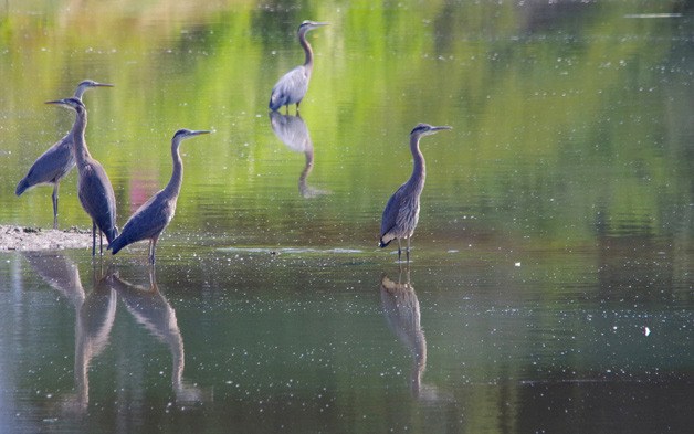 Great blue herons are a familiar sight on Kitsap waterways. Here