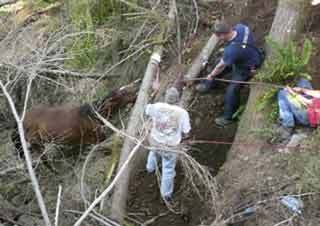 Firefighters and volunteers successfully rescued an 18-year-old Arabian horse that fell down a 45-foot ravine in Seabeck on Saturday.