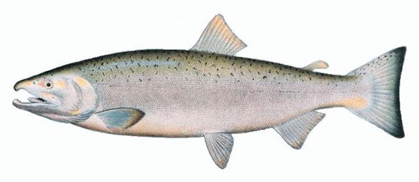 A coho salmon.