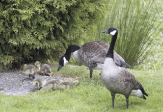 Six baby geese look for food at the Silverdale Estates Park on Central Valley Road while their parents keep a close eye on them.