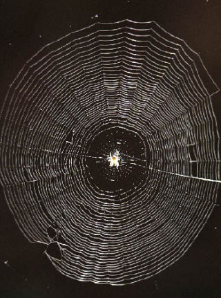 A Grammonota spider could be seen reflecting in the sunlight in a local fruit orchard.