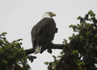 A bald eagle was spotted perched on a tree on Tracyton Boulevard looking over Dyes Inlet earlier this week.