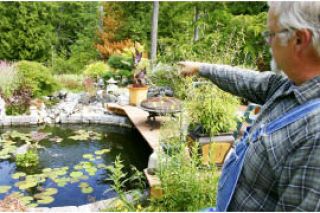 Above: Charlie Frohman points out one of the dozen ponds in his seven-acre backyard in Seabeck. Below: One of the more than 20 koi fish that call the Frohman’s pond home.