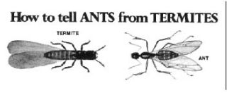 Flying ants, termites return with fall | Column