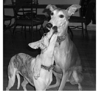 Greyhound Pets Inc. will be at Central Market Oct. 11 to answer questions about greyhounds as family pets.