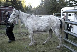 Kitsap Animal Control Officer James Aiello leads an underfed horse to the pasture at Kitsap Humane Society Wednesday. Animal control seized nine horses from a South Kitsap man because they were not properly cared for.