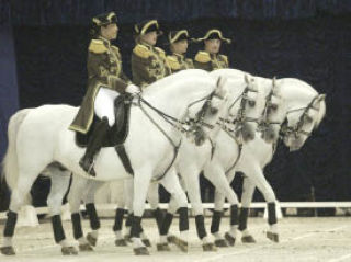 Riders line up the Lipizzaner Stallions during a 2007 show at the Kitsap County Fairgrounds Pavilion.