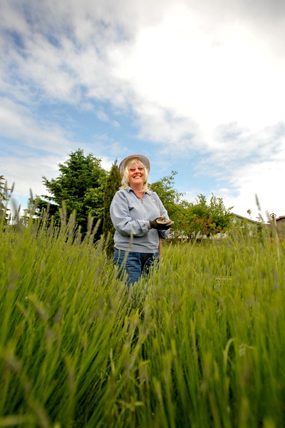 Susan Harrington’s farm is a labyrinth of lavender.