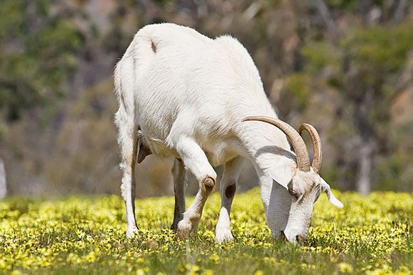 A domestic goat feeding in a field of capeweed