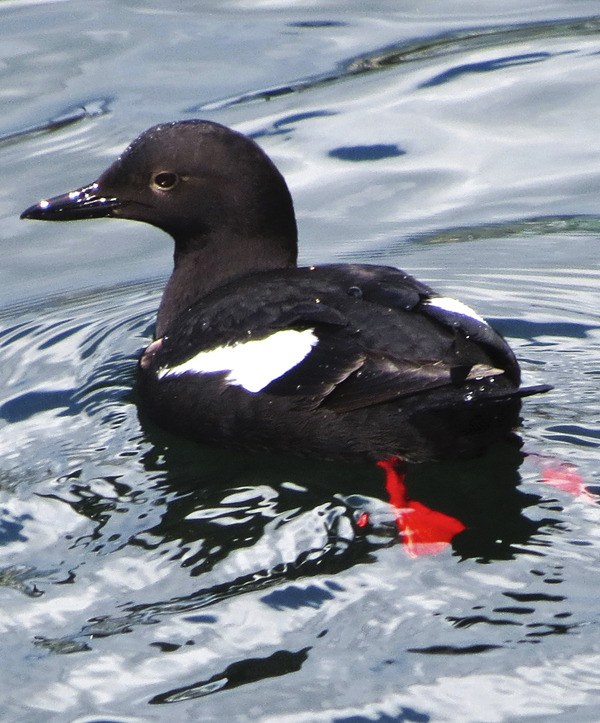 Pigeon Guillemots are year-round residents that nest in colonies along shoreline cliffs.  When airborne