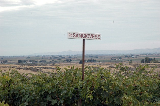 Sangiovese was planted in 1996 at Red Willow Vineyard in the western Yakima Valley