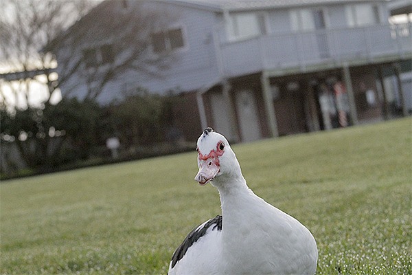 Quackers the Muscovy duck enjoys a light breakfast the morning of Jan. 19 on the lawn of Mike Wallace Park