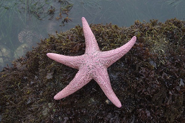 The pink Pacific sea star is one of the largest sea stars in the world